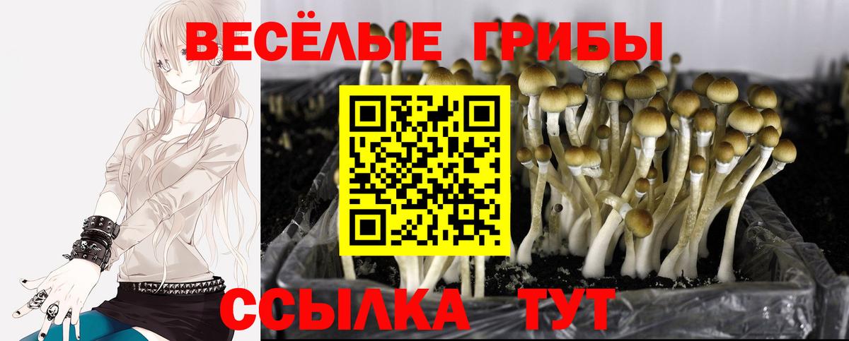 Галлюциногенные грибы Cubensis  Псилоцибиновые грибы мухоморы  Киржач  Вход с VPN 